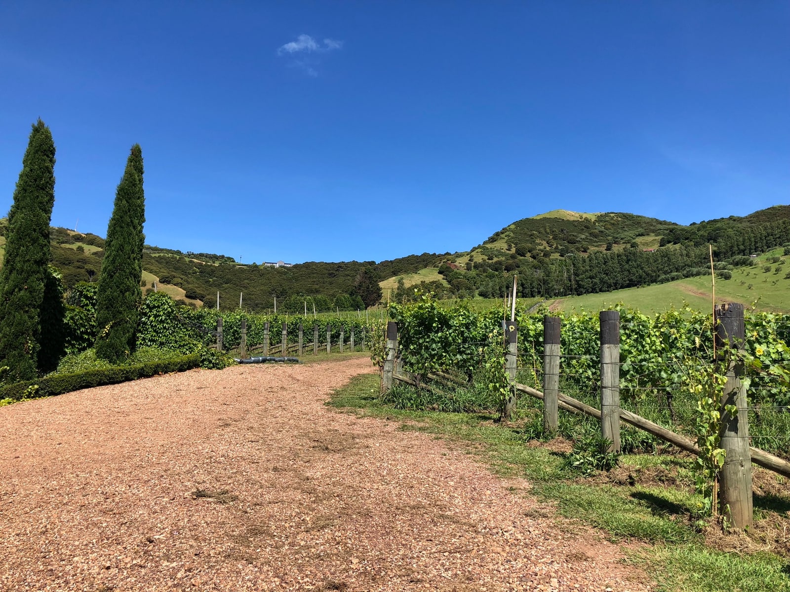 Driveway winding through a New Zealand vineyard