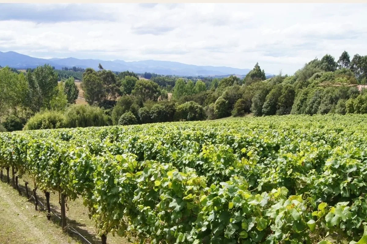Alex Craighead Wines vineyard