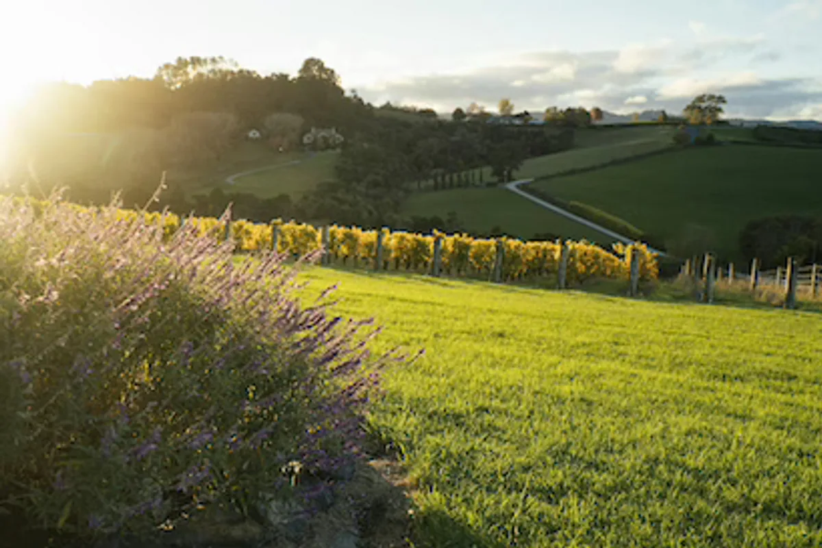 Gillman Vineyard in the Matakana countryside