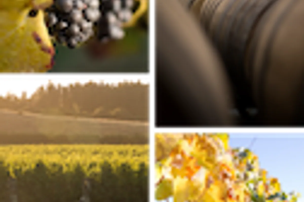 Goldwater vineyard and winemaking collage