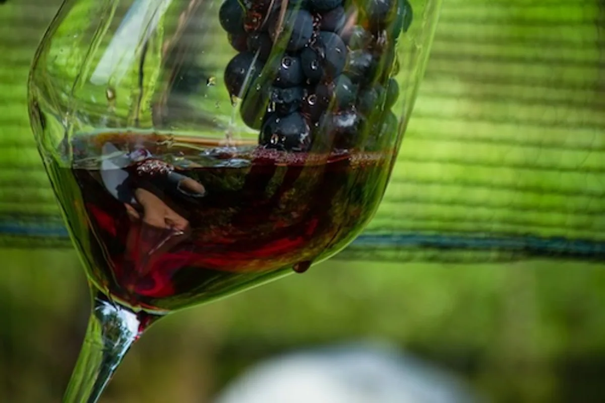 Merekara wine glass among grapevines
