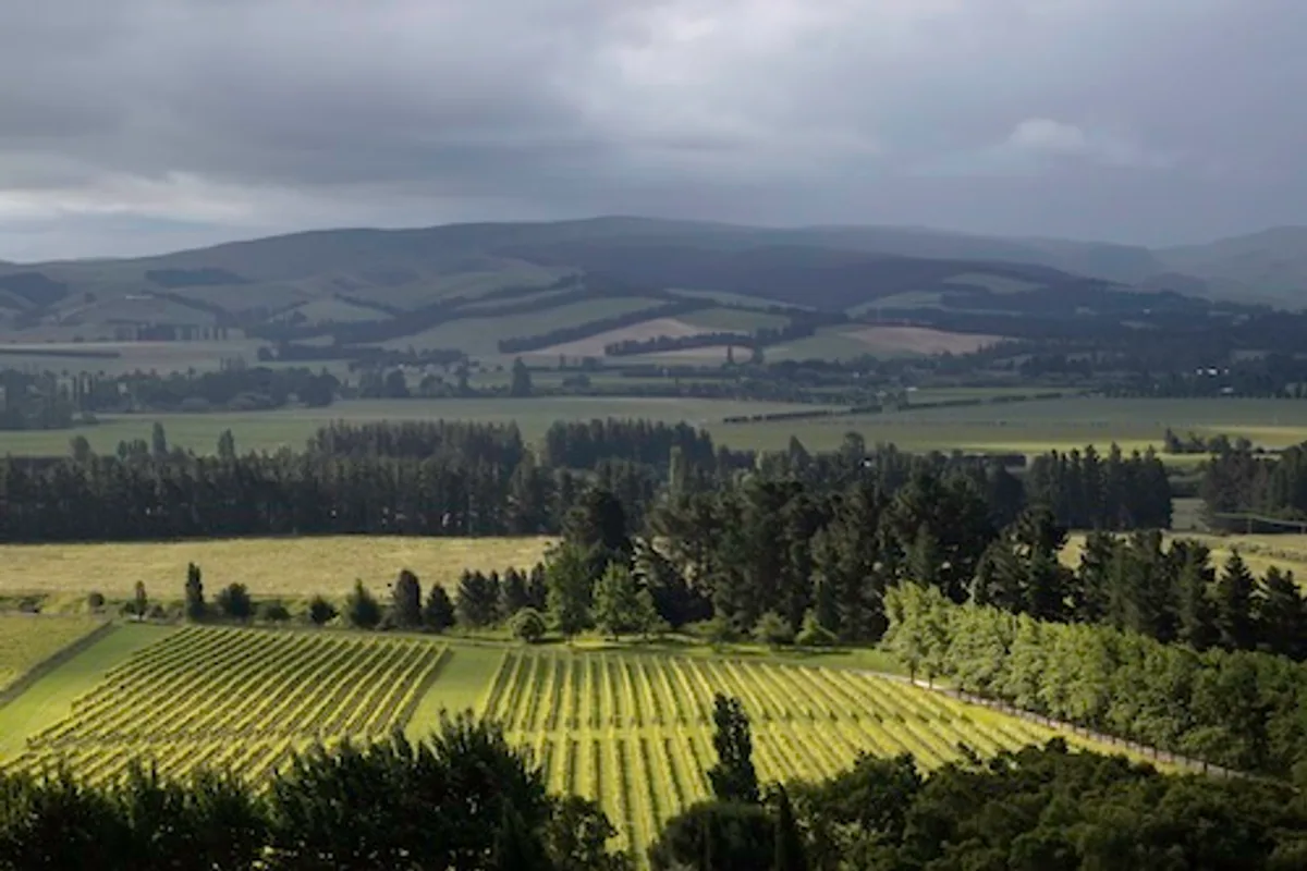 Mountford Estate vineyard in North Canterbury