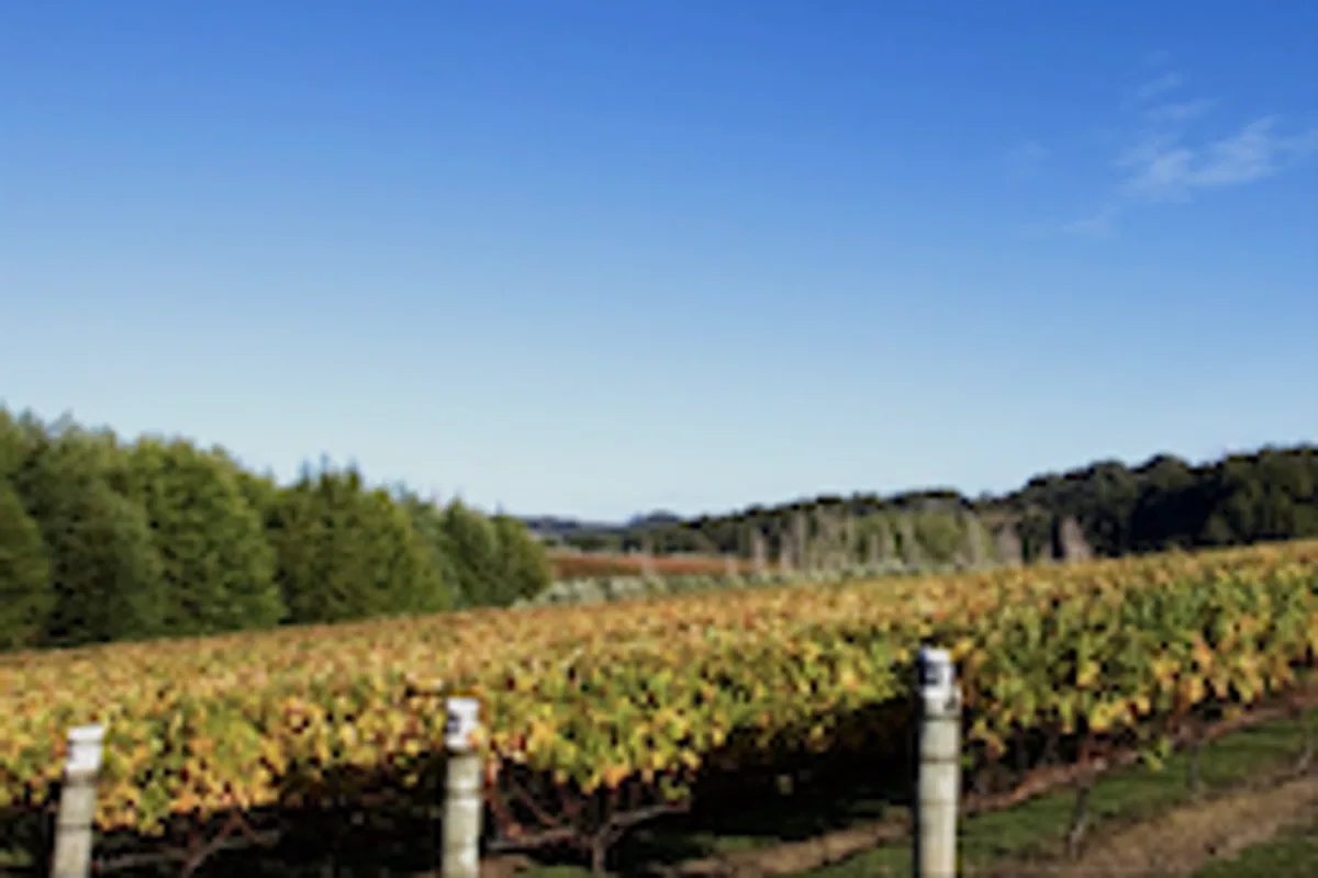 Runnerduck vineyard in Matakana