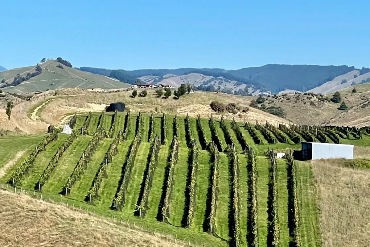 Scutt Wines vineyard in the Nelson region
