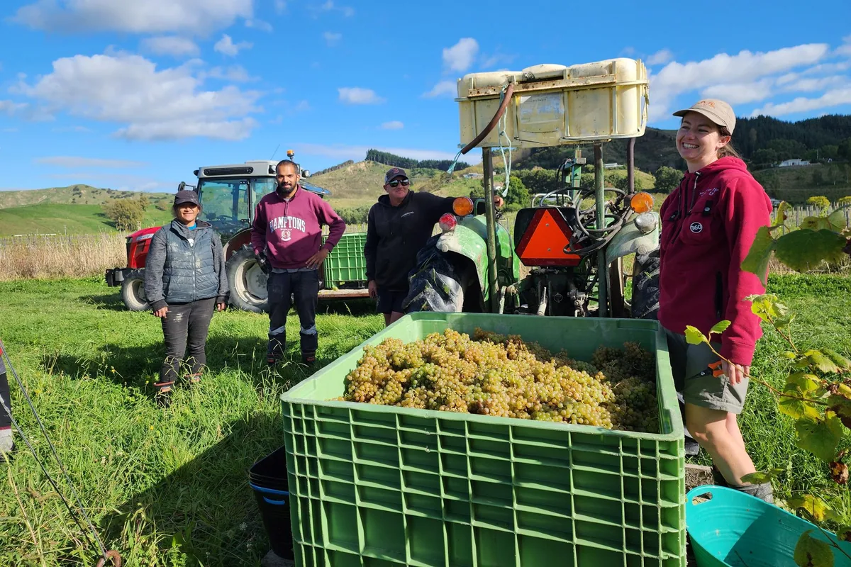 Thompsons Wine vineyard harvest in Gisborne