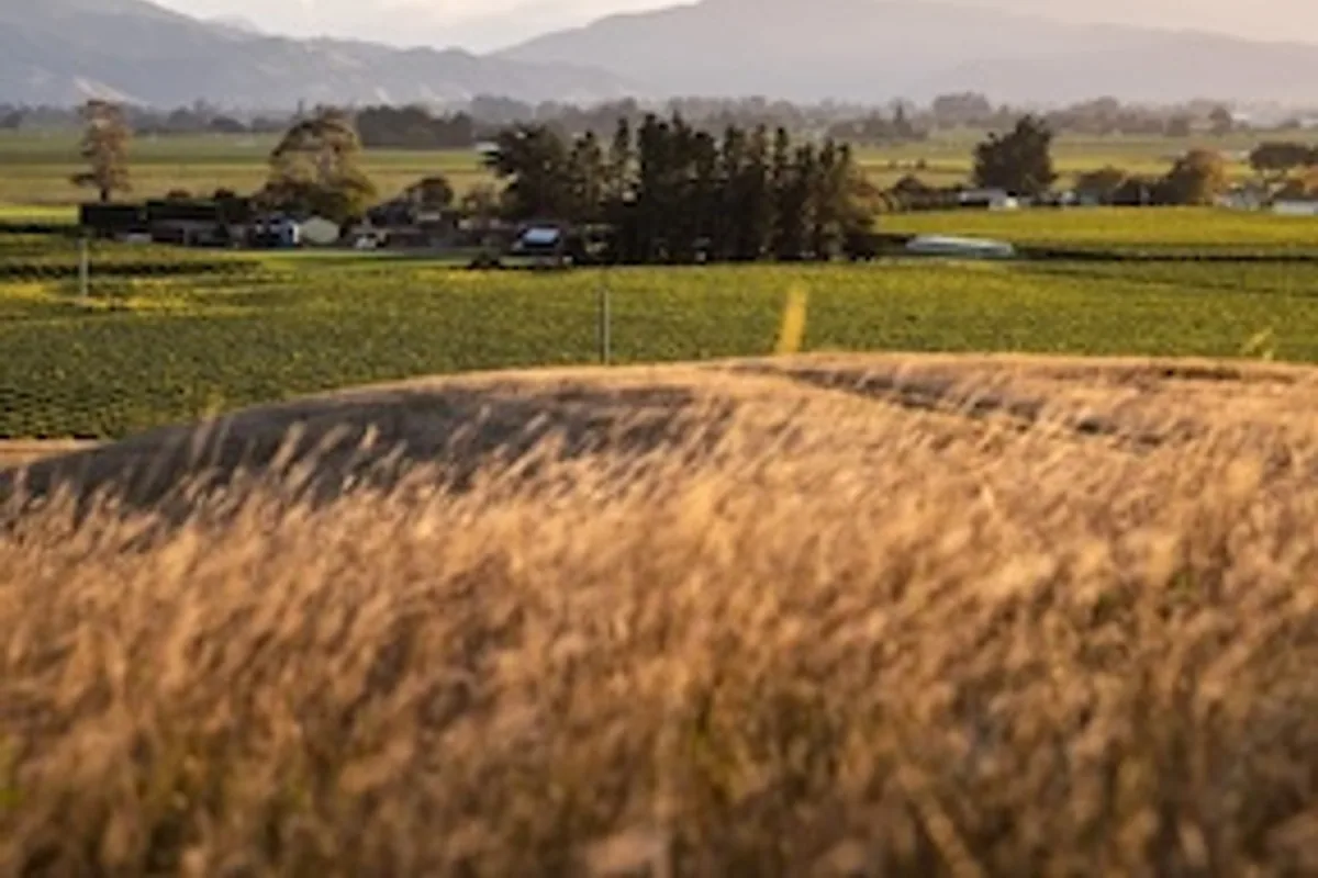 Tiraki Wines vineyard landscape